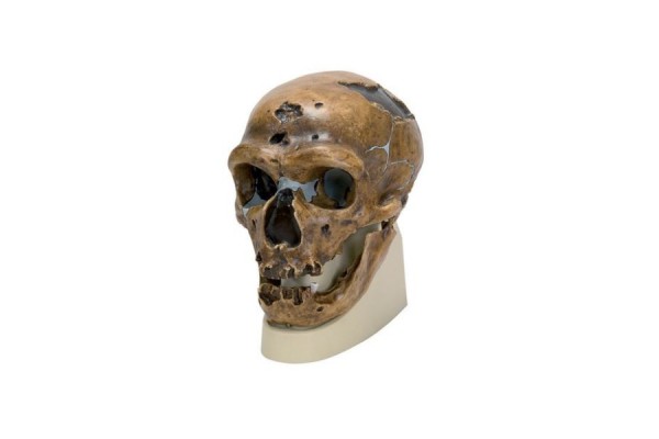 replika czaszki homo neanderthalensis (la chapelle-aux-saints 1) 3b smart anatomy - 1001294 [vp751/1] 3b scientific modele anatomiczne 2